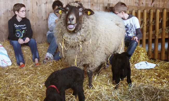 Familienfest mit Schafschur