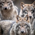Aktionstag „Vom Wolf zum Hund“