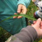 Wilde-Kräuter-Tour für Kinder